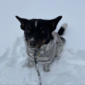 Meet your Posher, Emma